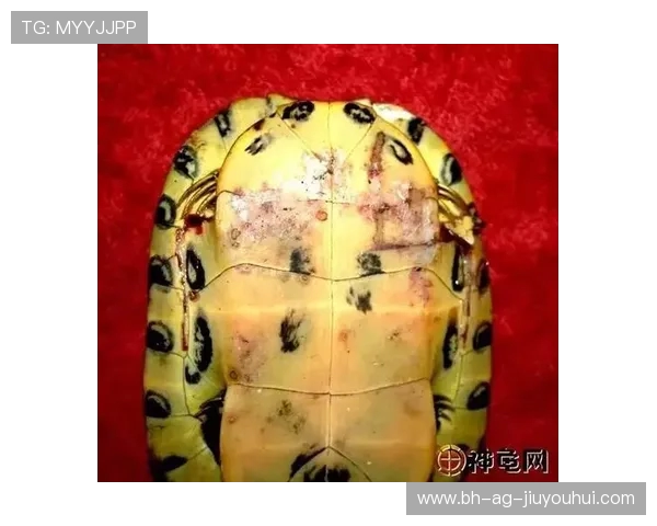 探究足球龟象征寓意及其在成长道路中的励志启示全面解析深度指南